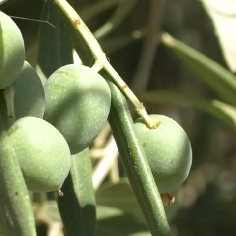 Olives a El Comtat / AM