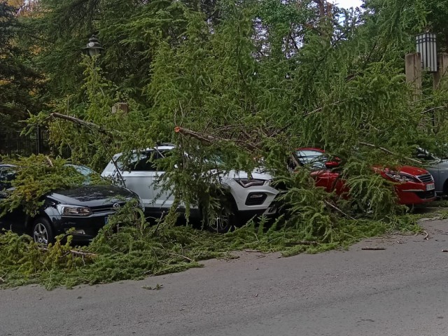 Un arbre cau pel fort vent sobre el vehicles aparcats junt al Parc de la Zona Nord