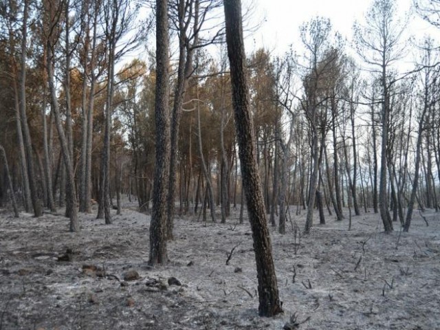 Les flames han deixat un paisatge ple de cendra./ RCM