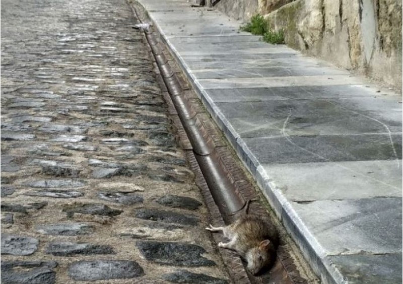 Rata morta a Alcoi / AM