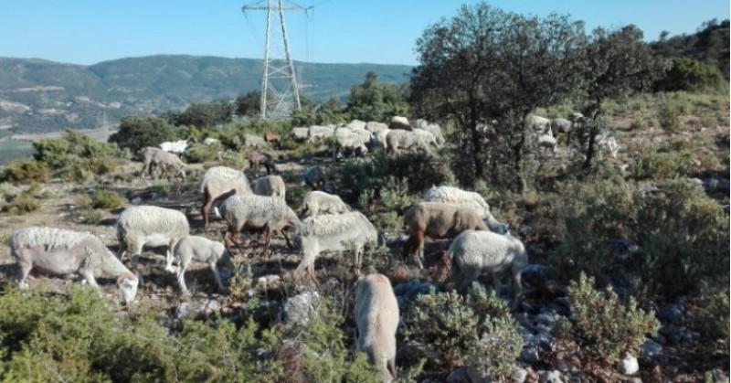Ovelles contra el foc / C. Samper