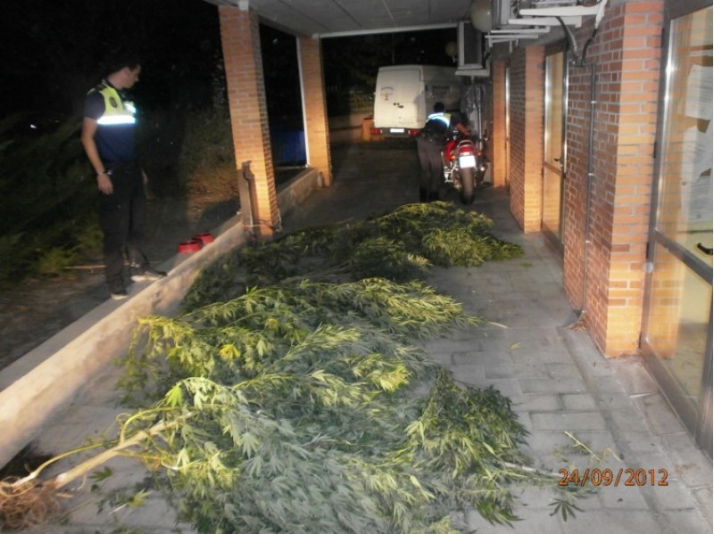 Les huit plantes van ser tallades i posades a disposició de la Guàrdia Civil./ AM