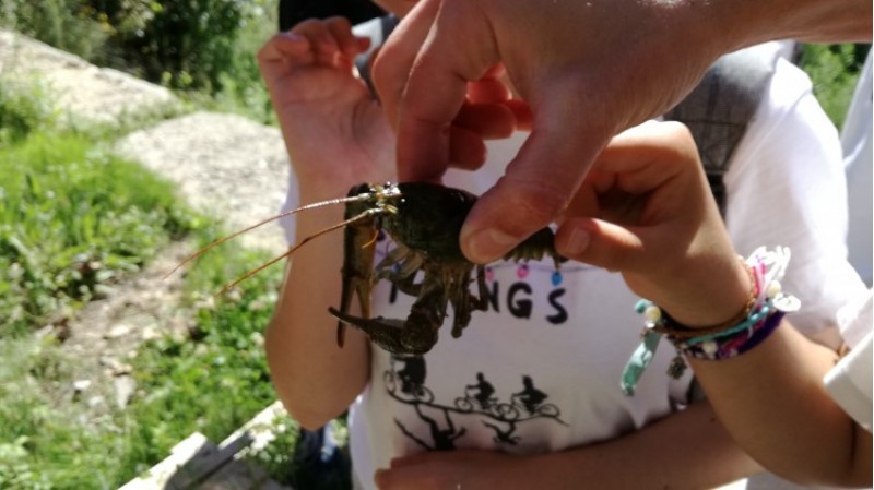 Un exemplar de cranc de riu