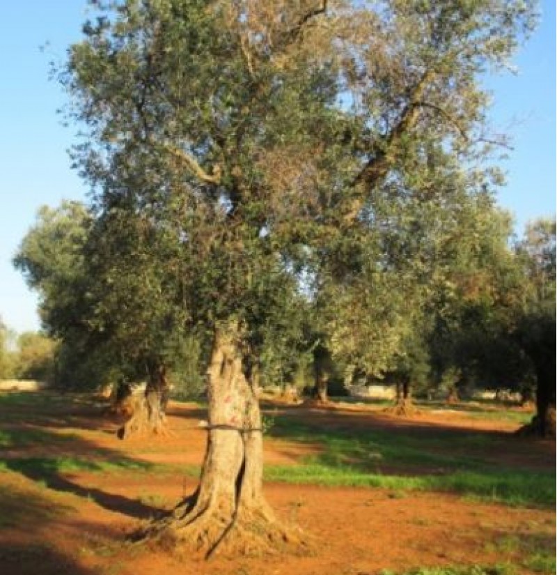 Arbre afectat per Xylella fastidiosa 