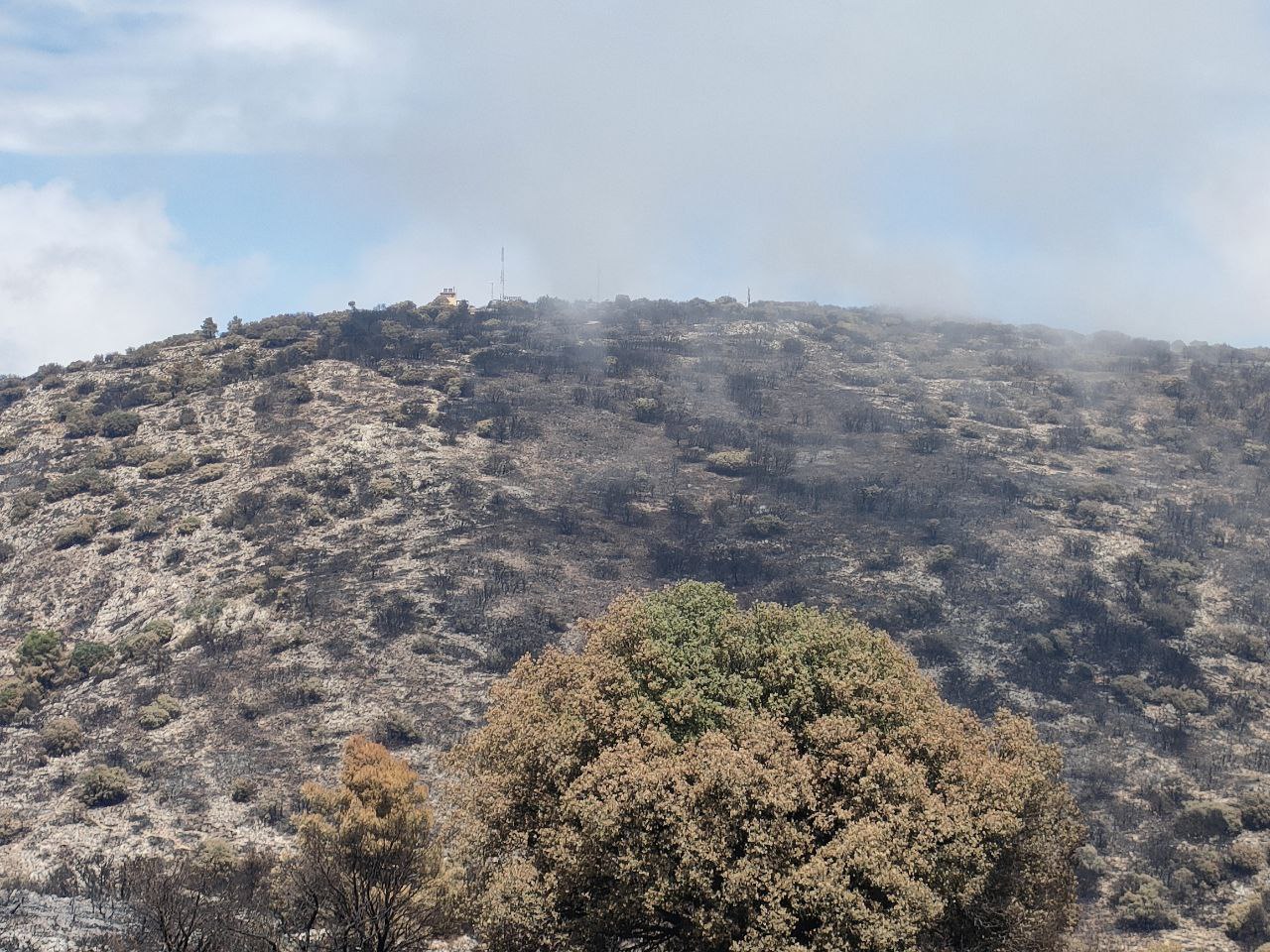 La muntanya cremada i, dalt de tot, el Menejador. 