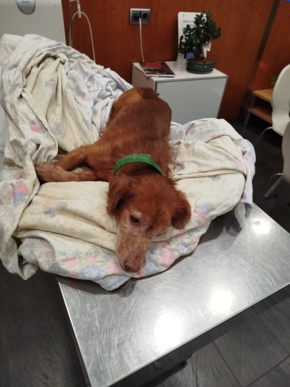 Oliver poc després de l'atropellament