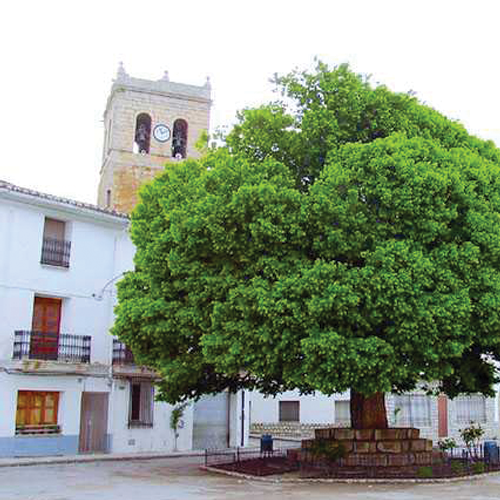 Aras de los Olmos