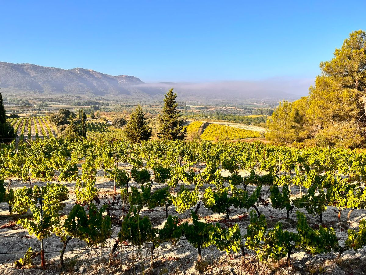 Camp de vinya a Agres