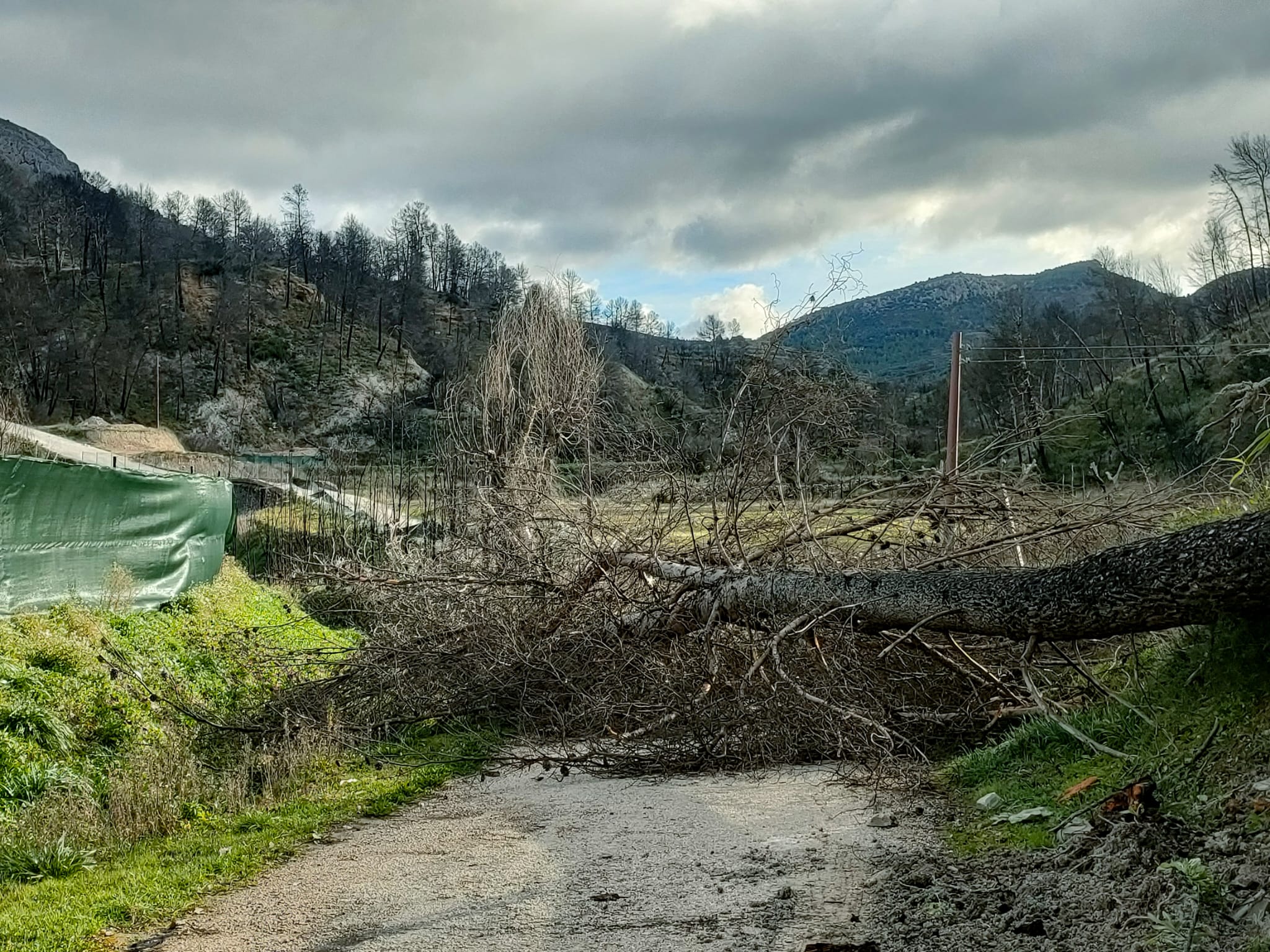 El vent ha tombat un arbre que obstaculitza el camí de Benasau a Penàguila.