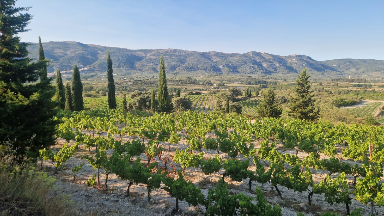 Paisatge de vinya de les nostres comarques.