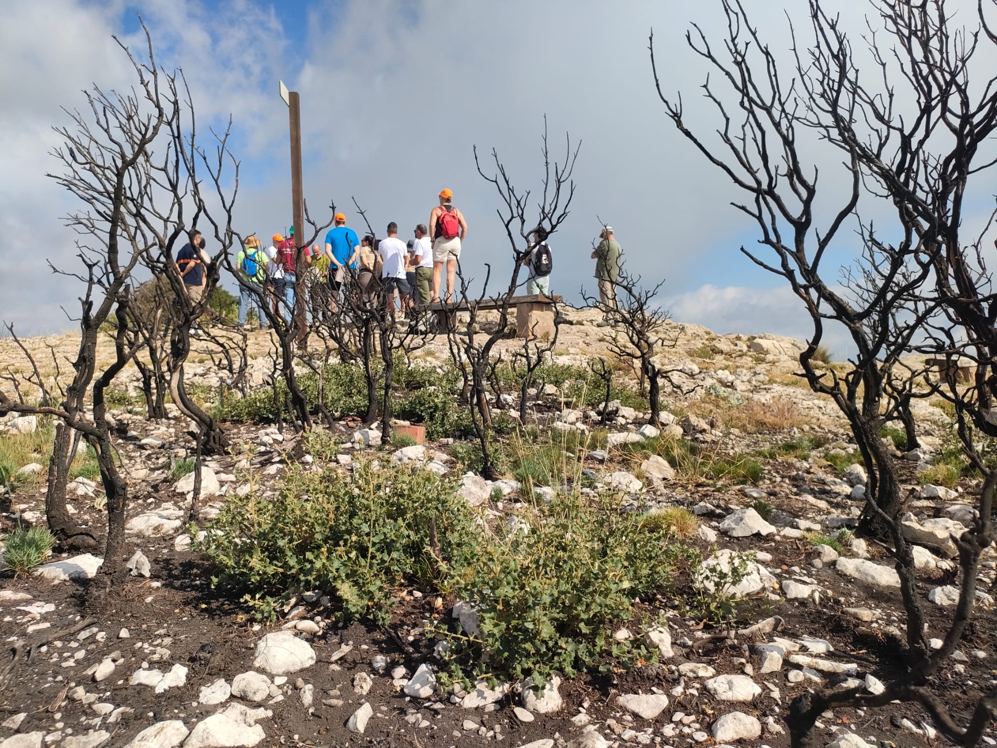 Carrasques rebrotant i de fons els participants del Congrés gaudint de les vistes des del Menejador. 