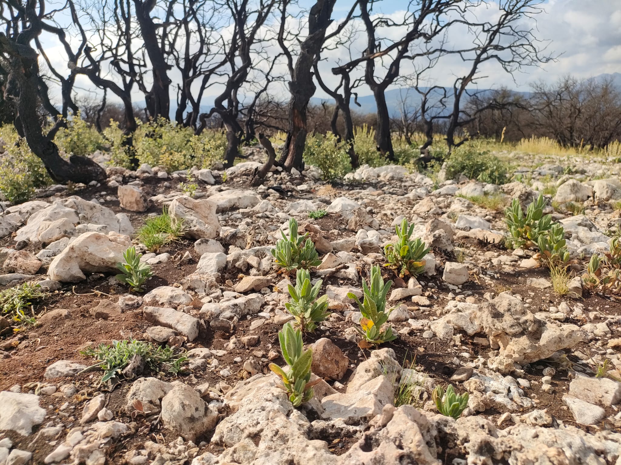 La vegetació torna a poc a poc al Menejador. 