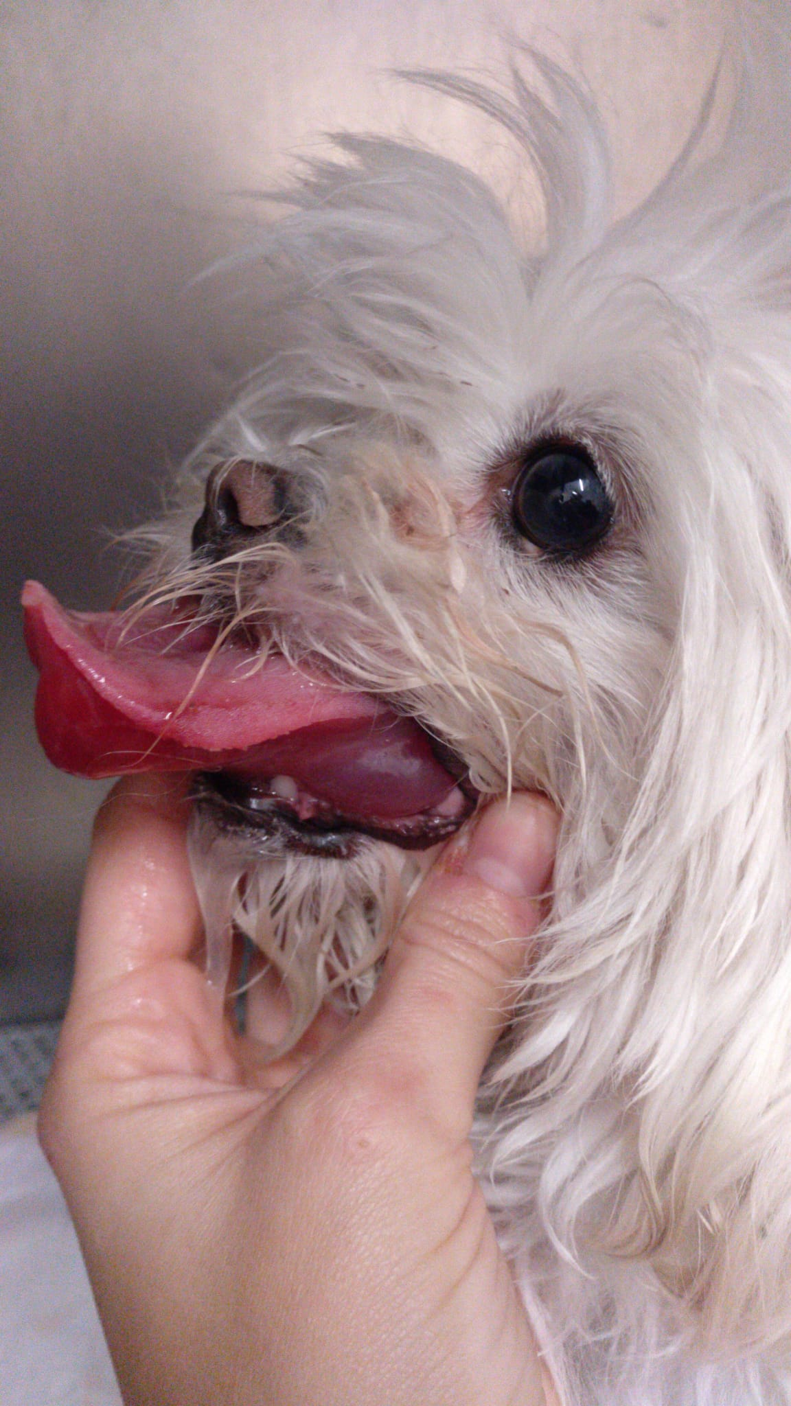 Un gos amb la boca inflamada, un dels símptomes més comuns, però perillosos perquè pot derivar en necrosis.