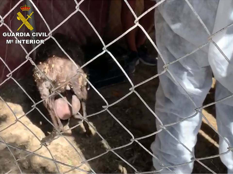 Altre dels animals maltractats 