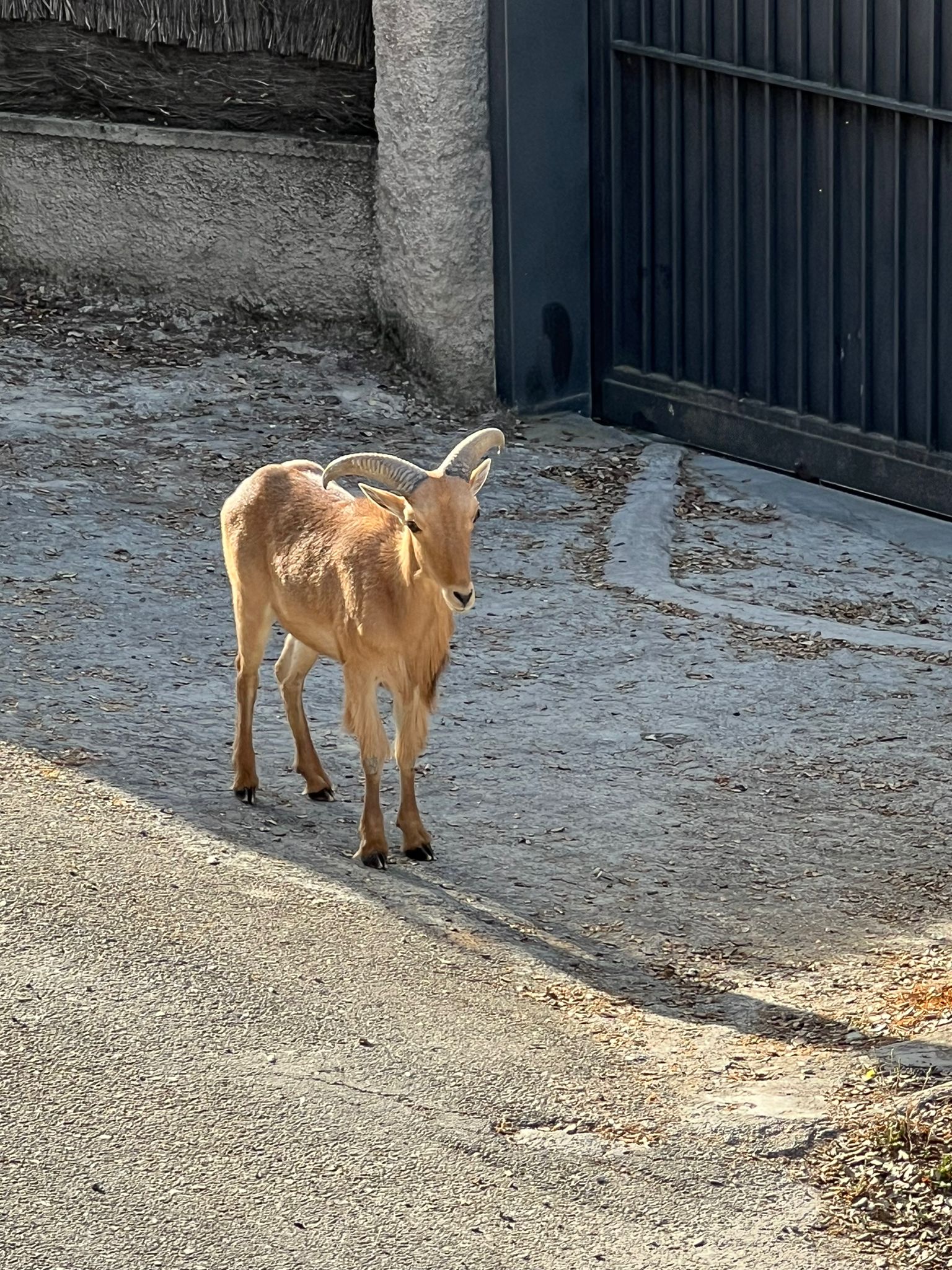 Arruí al baradello el passat mes de maig.