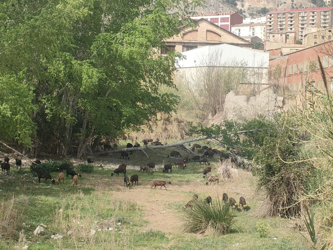 Cabres pastant dins del nucli urbà d'Alcoi. 