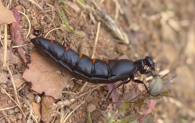 La cuca papera, un insecte verinós a la Vall d’Albaida | ARA Multimèdia
